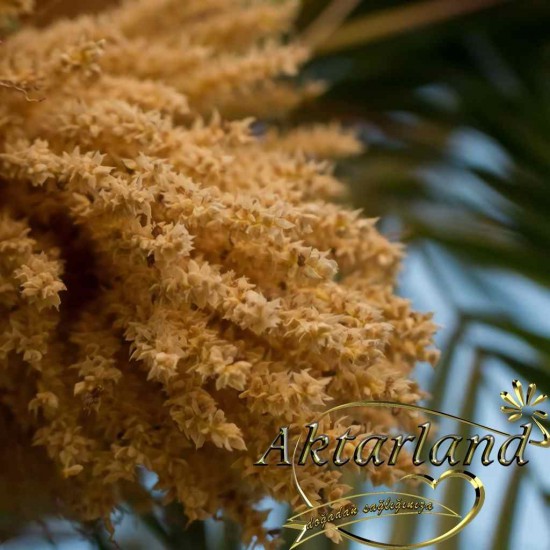 Hurma Poleni 20 gr 5 Adetli Satış Hurma Poleni 20 gr 5 Adetli Satış